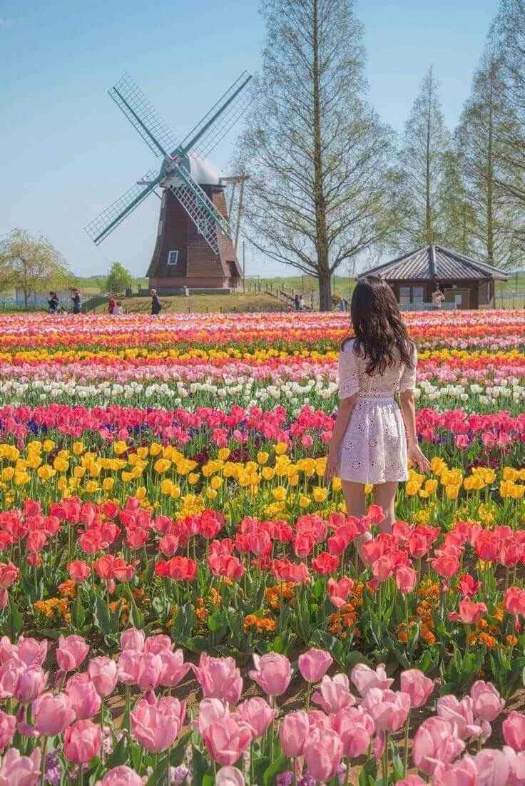 Keukenhof Tuinen met prachtige tulpenexposities
