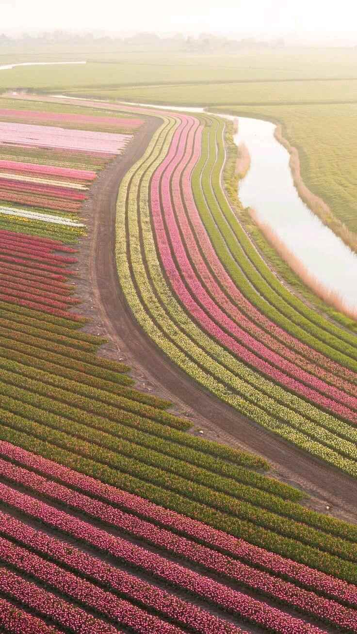 Luchtfoto van tulpenvelden