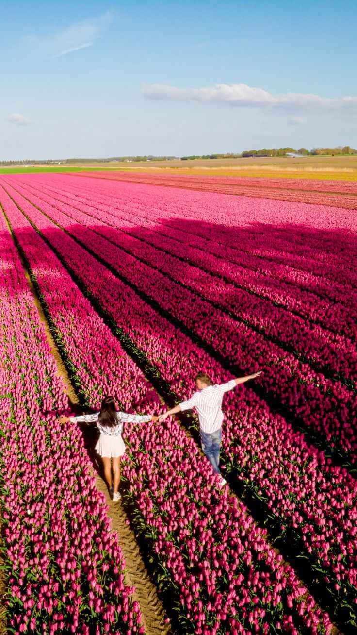 Strand- en tulpenvelden route