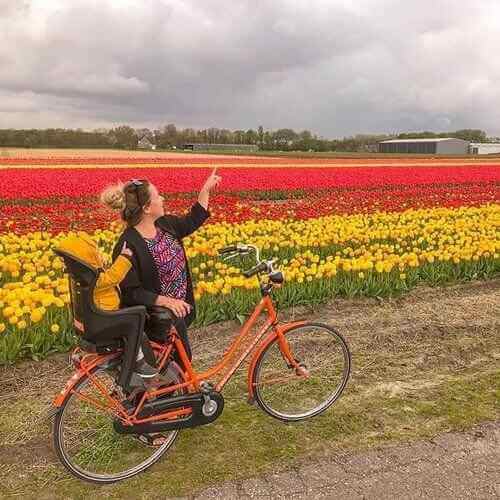Fietsers genieten van tulpenvelden