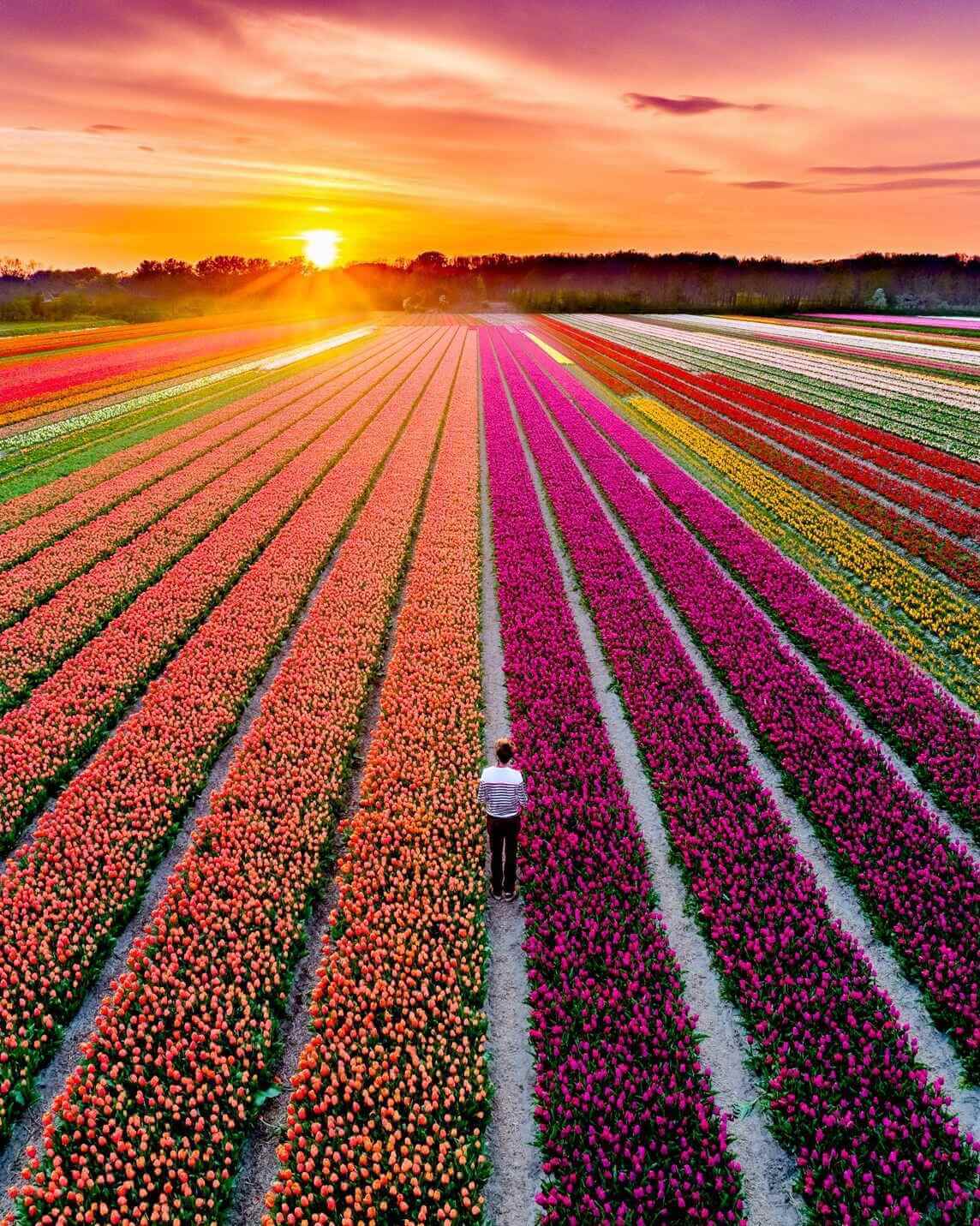 Luchtfoto van tulpenvelden
