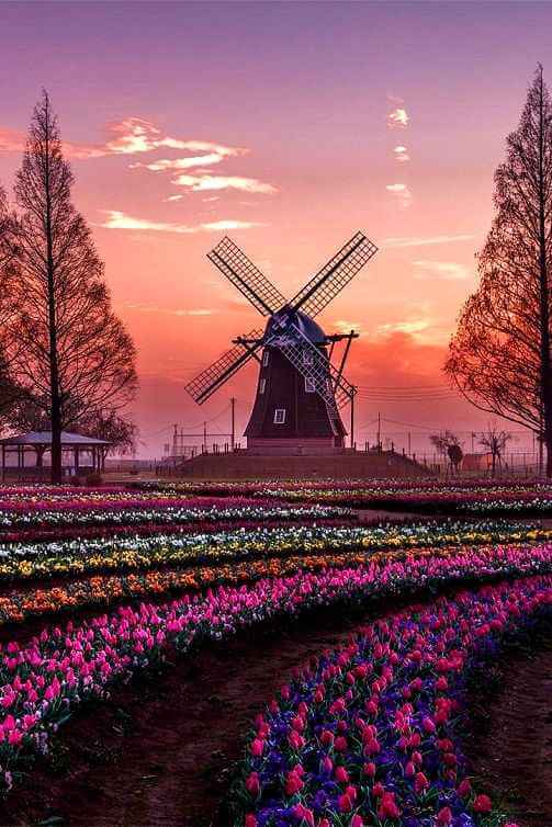 Windmolen met tulpen bij zonsopgang