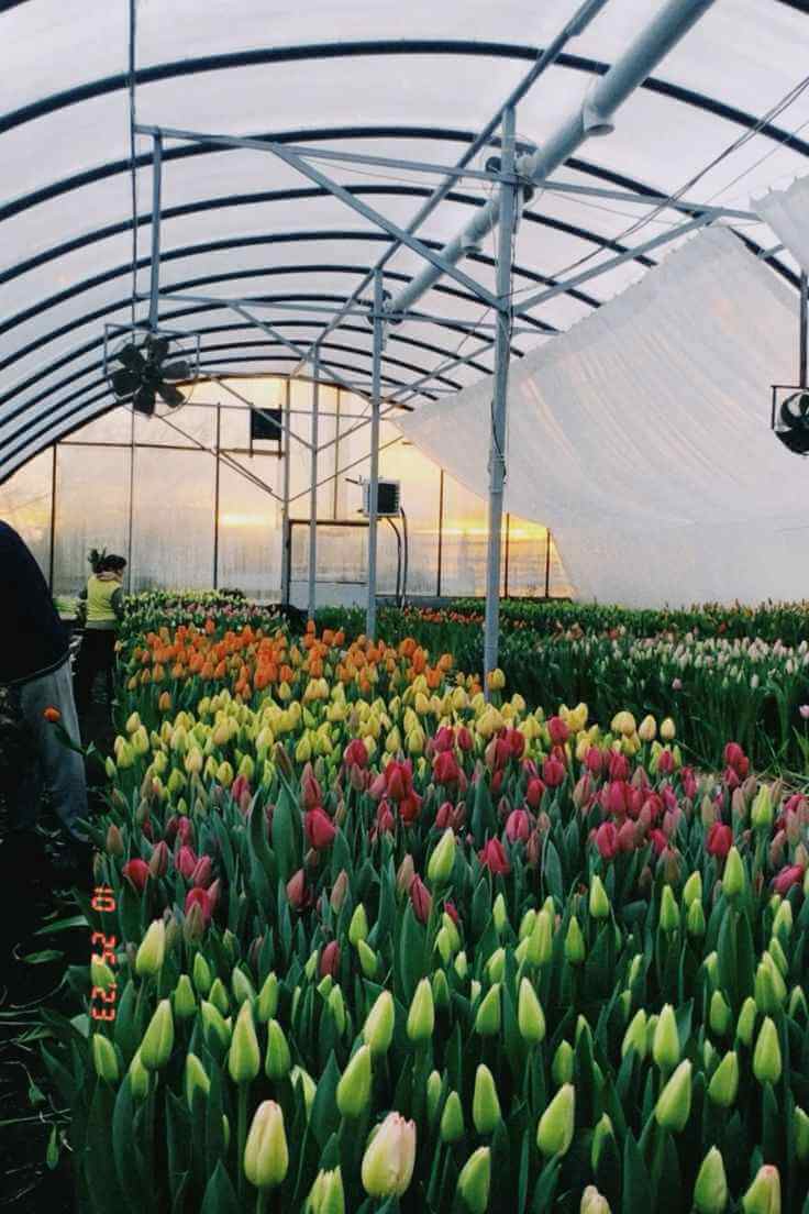 Historisch Nederlands tulpen schilderij