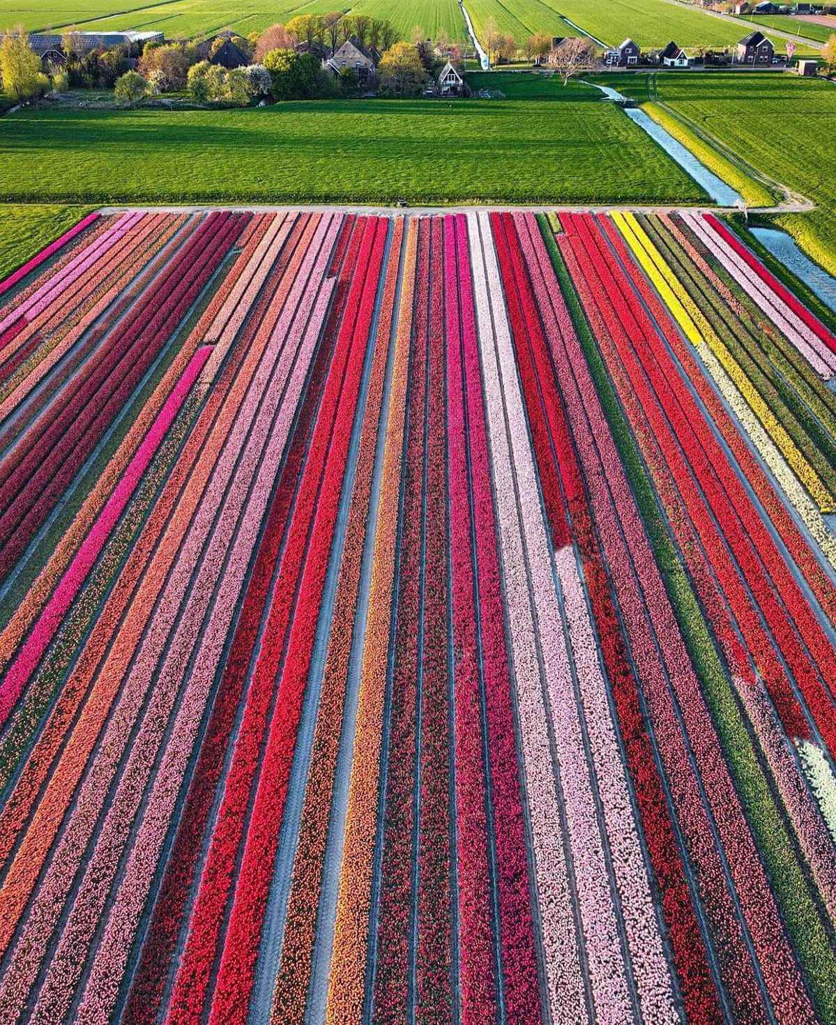 Kustroute tulpenvelden