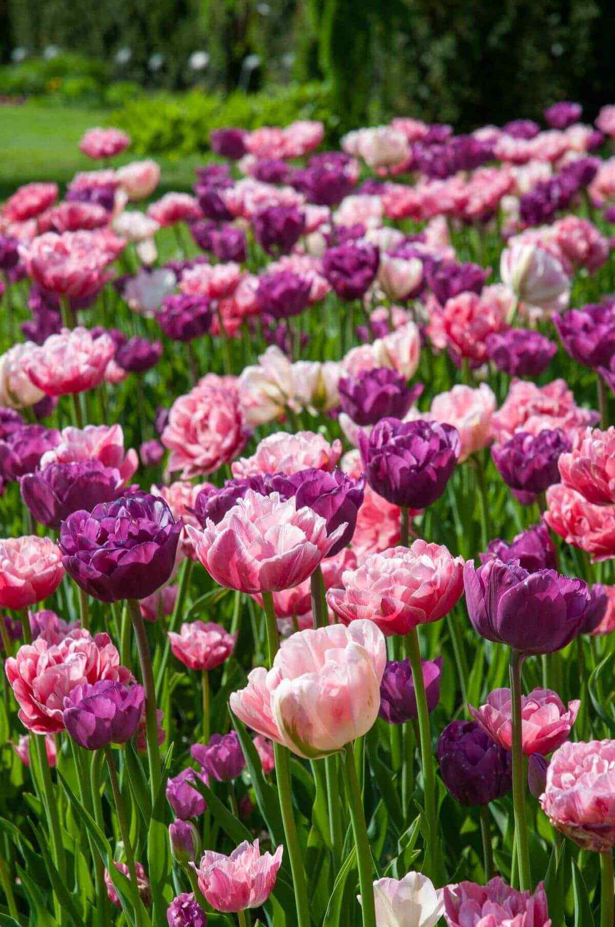 Tulpenproductiefaciliteit